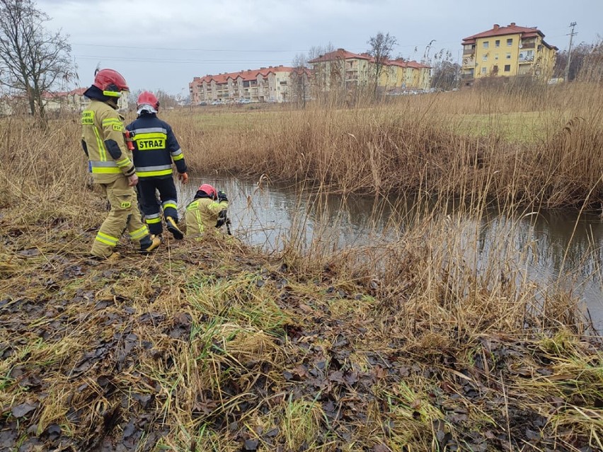 Zanieczyszczona rzeka w Wągrowcu. Straż pożarna postawiła zaporę. Skąd pochodziła substancja, która dostała się do wody?