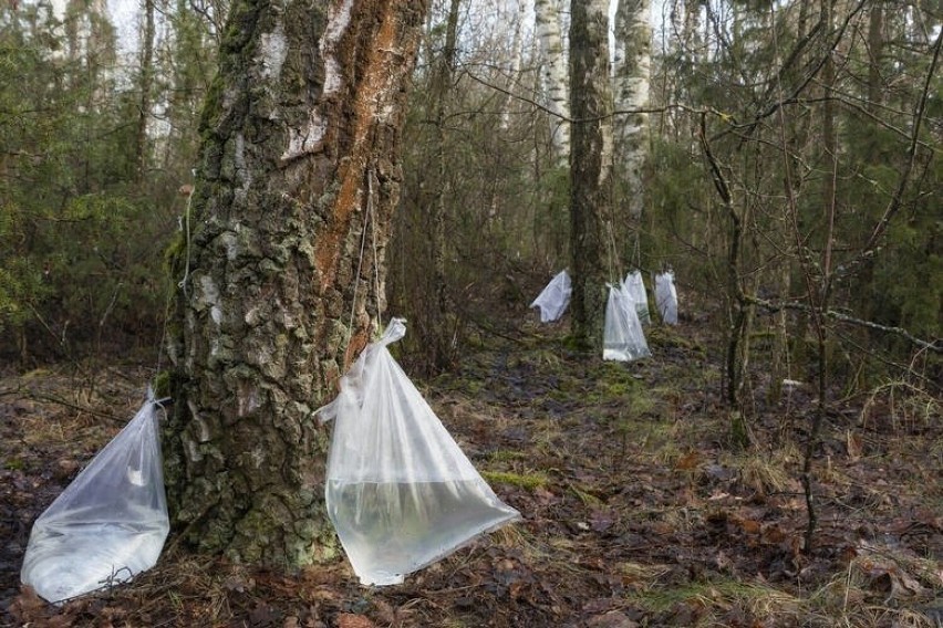 Sok z brzozy – oskoła, to w 100% naturalny napój...