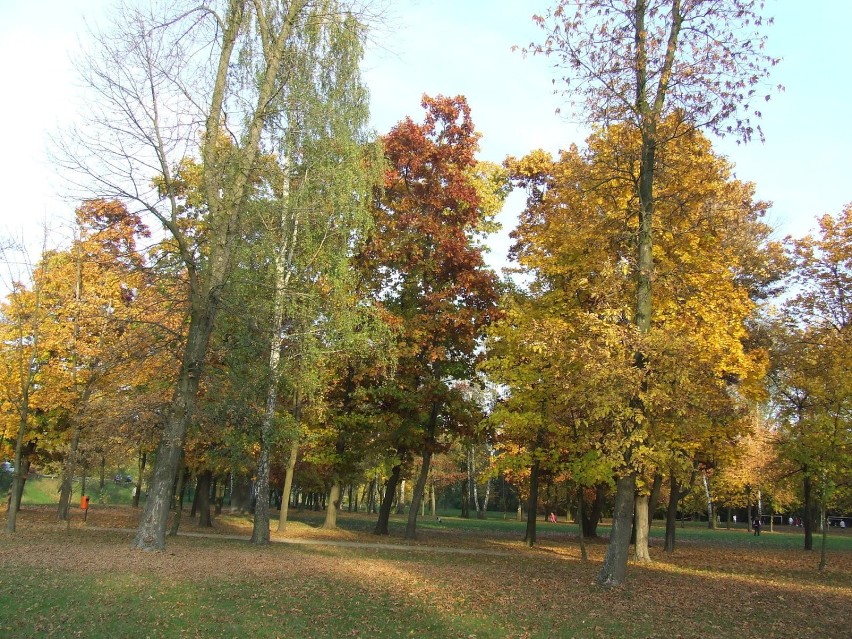 Kolory jesieni. Fot. Piotr Andrzejak