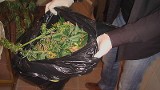 Uprawa konopi w Rybniku. 18-latek sprzedawał narkotyki
