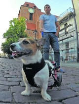 Toruńskie placówki kulturalne przekażą część swojego utargu na leczenie kalekiego psa