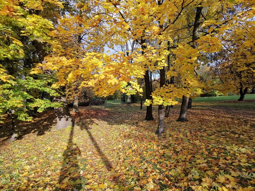 Parki w Chrzanowie jesienią są niezwykle urokliwe