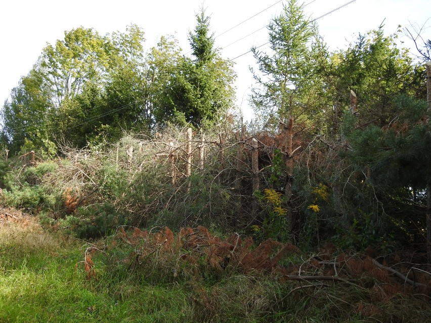 W gminie Jeleniewo, na zlecenie energetyków, okaleczono kilkaset drzew. Uschły