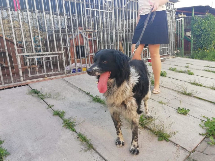 Pies uratowany z pustostanu w Czerwionce-Leszczynach. Szczekał z okna zamkniętego pokoju [ZDJĘCIA]