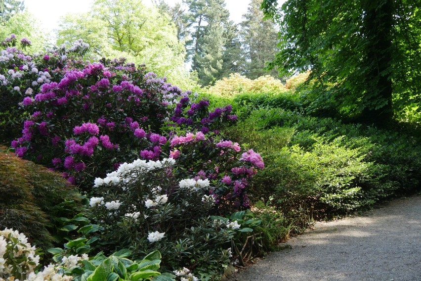 Ogród botaniczny to gama kolorów i zapachów