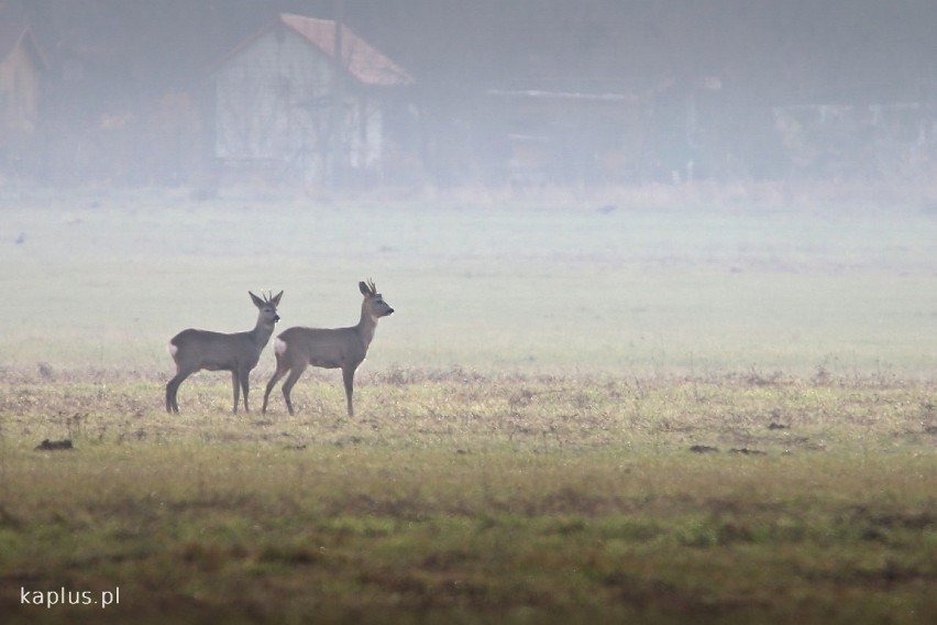 Dzikie zwierzęta hasają w okolicach lubelskiego lotniska