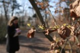 Wiosna w Zabrzu! Gdzie ją spotkać? Najłatwiej w Ogrodzie Botanicznym