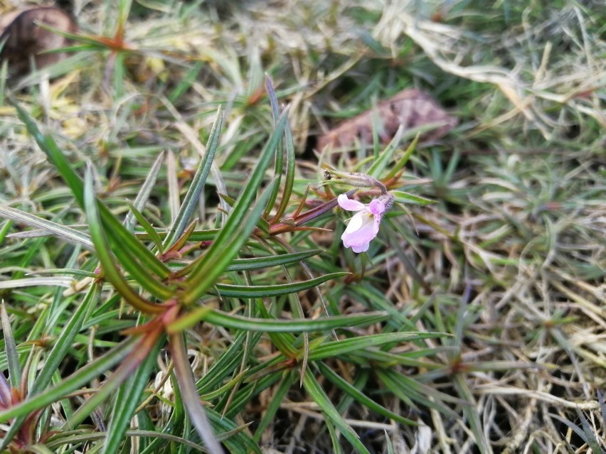 W ogrodzie w Przemyślu zakwitł pierwszy krokus. Rozkwitają...