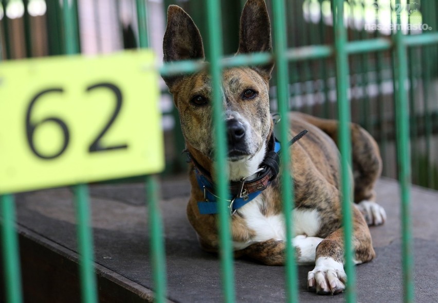 Przepełnione schronisko w Szczecinie. Te zwierzaki czekają na adopcję [ZDJĘCIA]