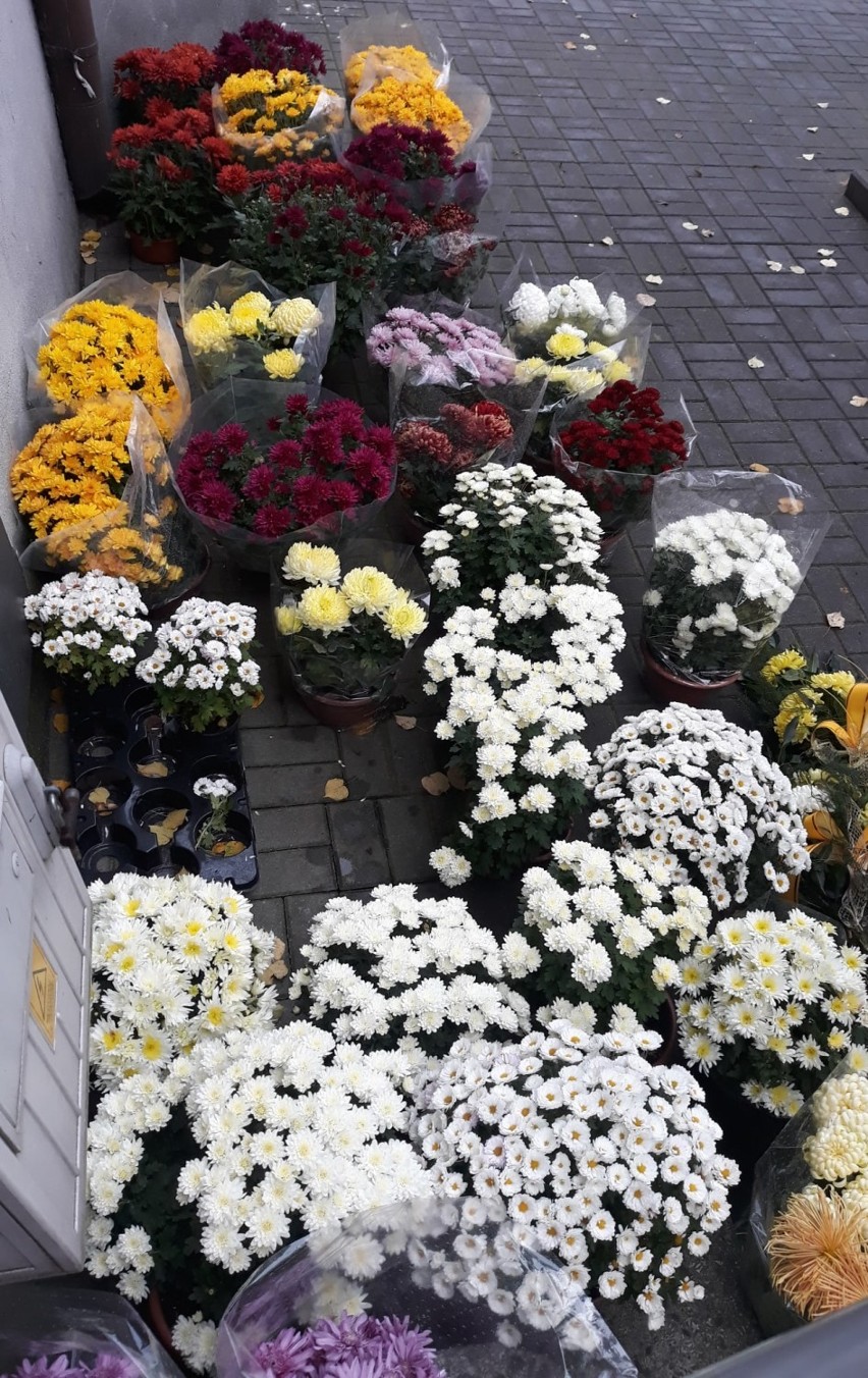 Pabianice Koronawirus. Kwiaty pod Centrum Seniora w Pabianicach. Można je zabierać ZDJĘCIA