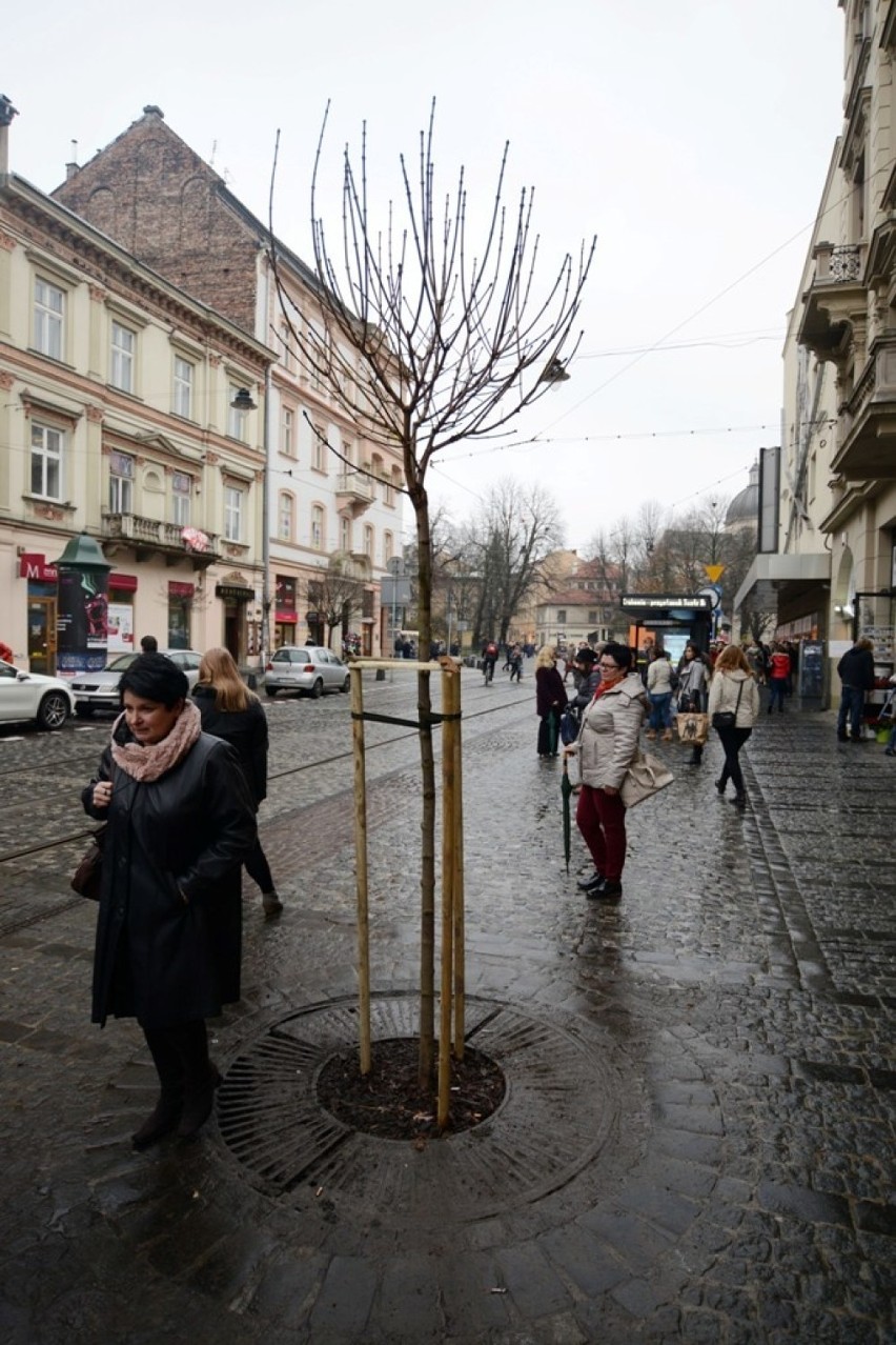 Kraków. Przy teatrze Bagatela posadzono drzewko