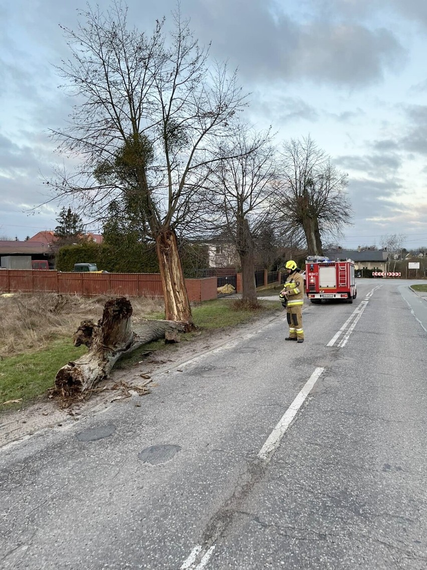 Strażacy z OSP Ryjewo usuwali m.in. rozerwany konar drzewa...