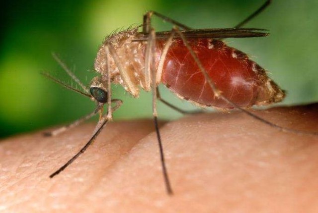 Wirusa Zachodniego Nilu roznoszą komary. Public domain