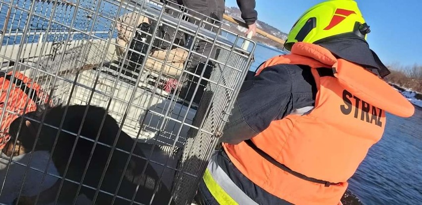 Pies był zziębnięty. Nie wiadomo, ile dni przebywał na...