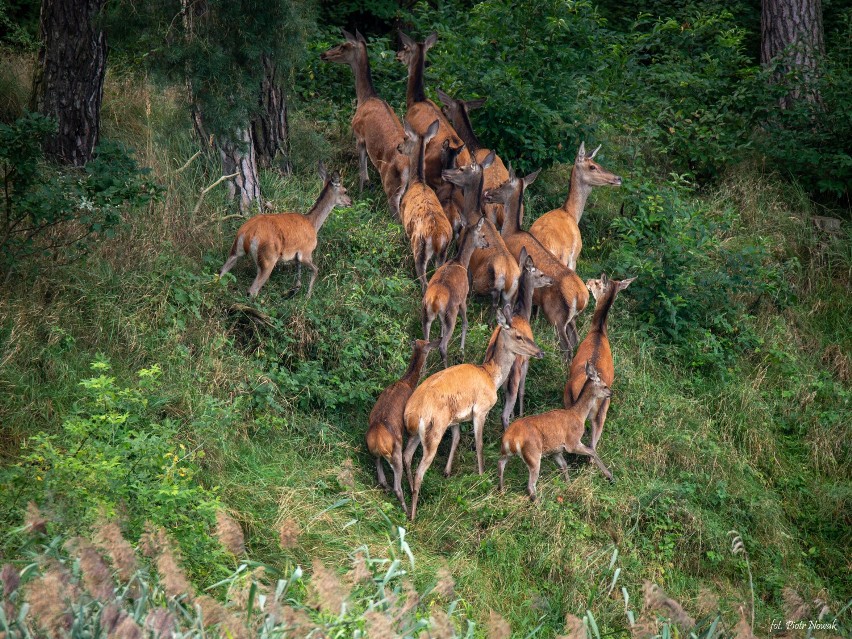 Fotograf z Obrzycka uchwycił niezwykłą część natury! Majestatyczny widok rodziny jeleni 