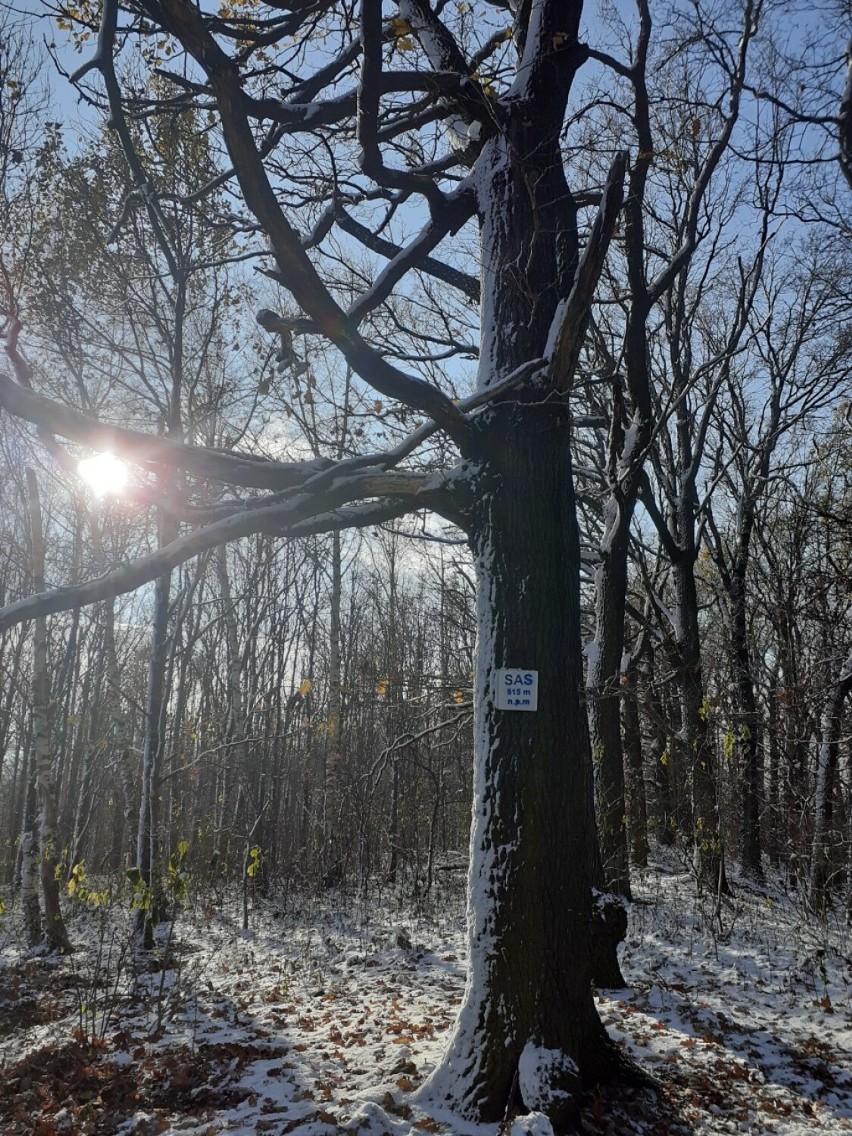 Wzgórze Sas to jeden ze szczytów Korony Sudetów Polskich.