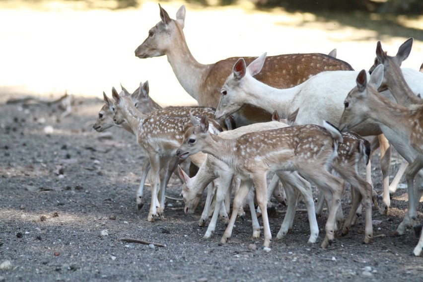 12 danieli urodziło się w mini zoo w Koninie