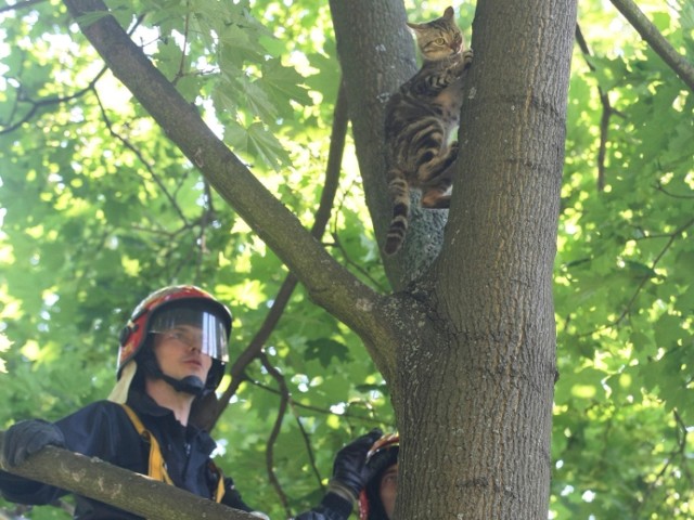 Kociak utknął na drzewie na wysokości około 10 metrów. Na gałęzi spędził trzy doby.