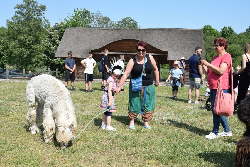 Indianie opanowali gród! Dzień Dziecka w Grodzisku Owidz był...