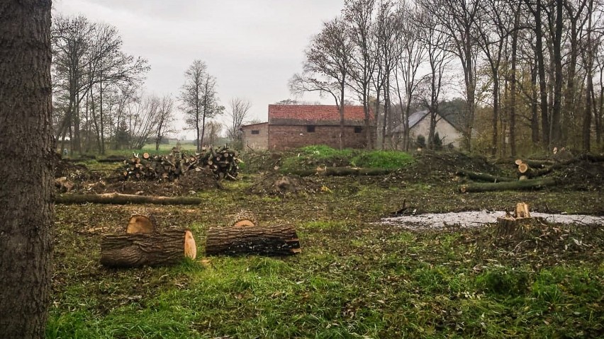 Powiat leszczyński. Wycięto drzewa przy drodze wojewódzkiej. Gmina zapewnia, że były zagrożeniem [ZDJĘCIA]