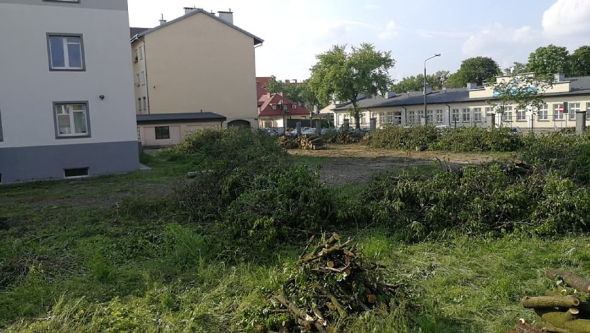 Kilkadziesiąt drzew wycięto na ul. Ogniowej we Włocławku. Dyrektor MOPR tłumaczy dlaczego [zdjęcia]