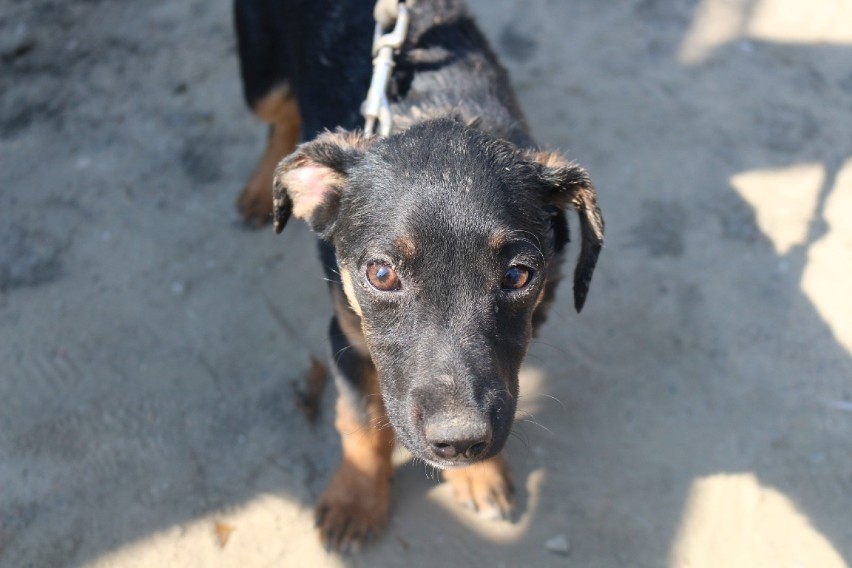 Pies zakopany żywcem! Rolnik i policjanci z Chełmży uratowali szczeniaka! 