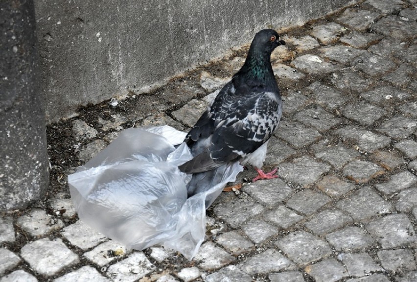 Gołąb chciał zostać Batmanem w Legnicy [ZDJĘCIA]