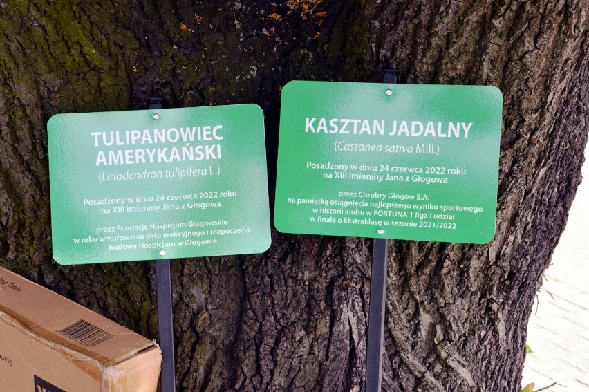 Zdjęcia z Imienin Jana w Głogowie