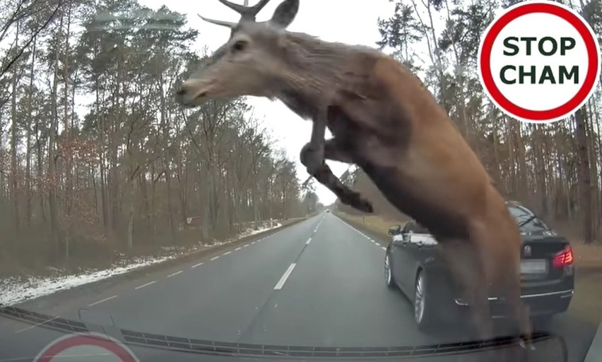 "Latające jelenie" kontra BMW. Zobacz zdjęcia i film! 