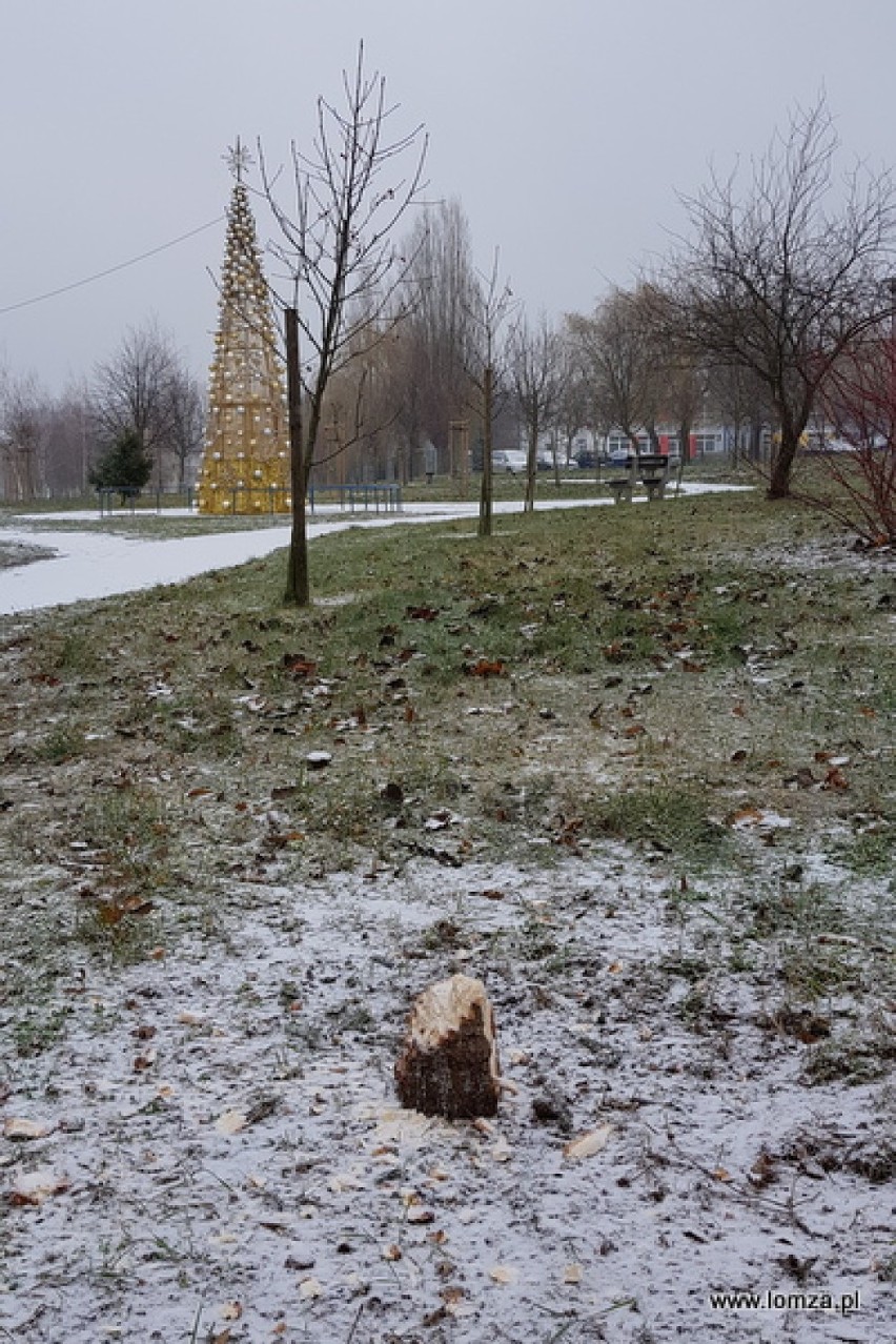 Łomża. Wycięty świerk z parku i zniszczona iluminacja. Miasto zawiadomiło policję