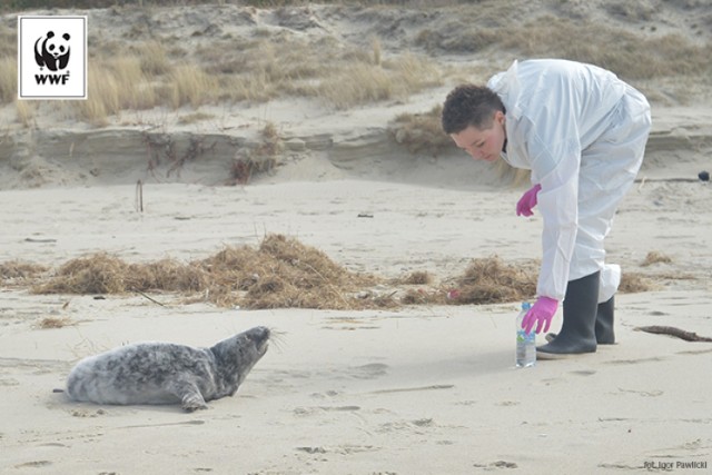 Mierzeja Wiślana. Kilkutygodniową fokę szarą znaleziono nad brzegiem morza na plaży w Piaskach. Zwierzę trafiło już pod opiekę helskiego Fokarium Stacji Morskiej Uniwersytetu Gdańskiego.