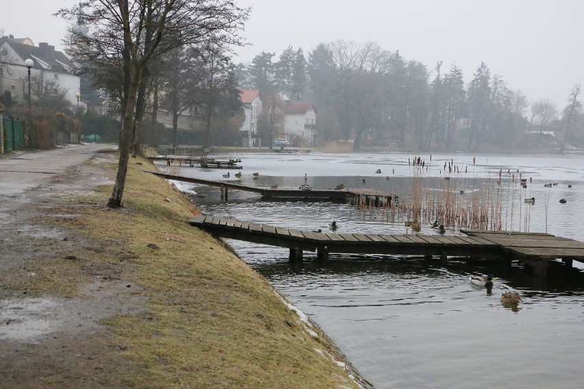 Władze Pszczewa odradzają mieszkańcom spacery nad jeziorem i...