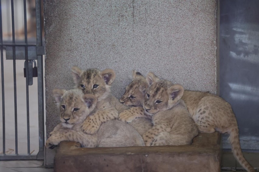 W chorzowskim zoo urodziły się cztery lwiątka