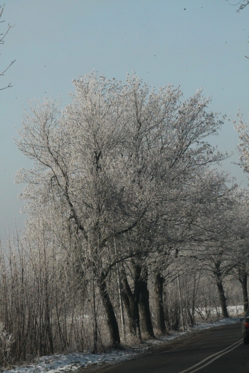 Zima na Jurze Krakowsko-Częstochowskiej [FOTO]
