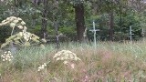 Gostynin: kto zna historię cmentarza przyszpitalnego na Zalesiu?