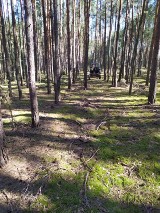 Wypadek podczas wycinki drzew w Parczówku w powiecie opoczyńskim [ZDJĘCIA]