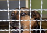 Wyjątkowe psy z żywieckiego schroniska czekają na adopcję. Wiele z nich przebywa w schronisku od lat