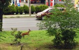 Miasto eksmituje sarny z dużego ronda w Głogowie. Zwierzęta zostaną odłowione. ZDJĘCIA