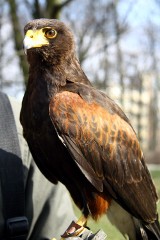 Jastrzębie zadbają o porządek w Ogrodzie Saskim w Lublinie