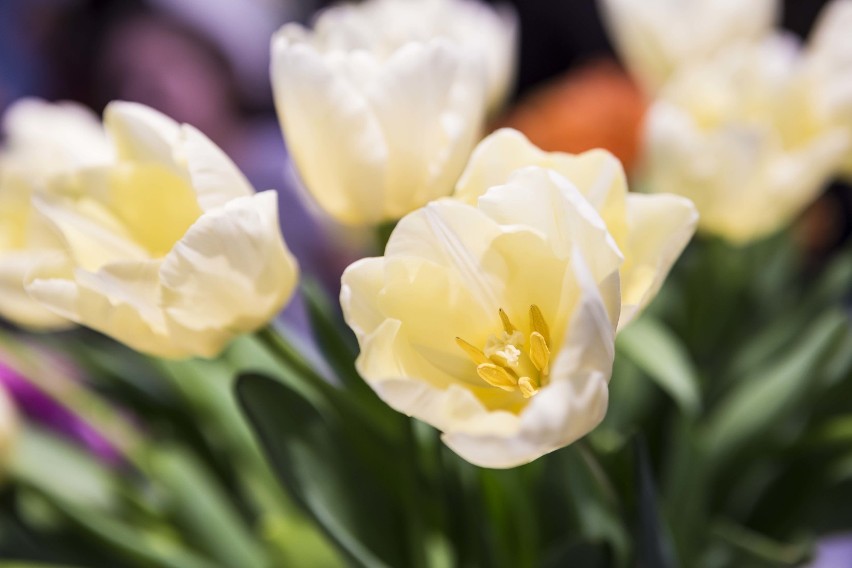 Wystawa tulipanów w Wilanowie. Najdziwniejsze gatunki...