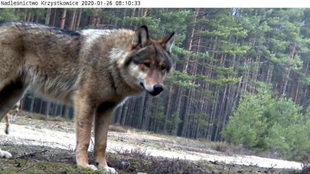 Fotopułapki to specjalne urządzenia, które na podstawie ruchu robią zdjęcia lub też filmy. Służą one m.in. leśnikom do obserwacji zwierzyny. Zdjęcie zrobione z takiej fotopułapki ma dobrą jakość i pokazuje zwierzę z bliska w jego naturalnym otoczeniu.

Kilka takich zdjęć opublikowało Nadleśnictwo Krzystkowice. Widać na nich zwierzęta żyjące w naszych lubuskich lasach. Zobaczcie te zdjęcia: są naprawdę wyjątkowe! 

Przeczytaj też:
Wilki coraz śmielej podchodzą do zabudowań. Czy jest się czego obawiać?



WIDEO: Jabłka i ich odmiany. Które warto jeść?
