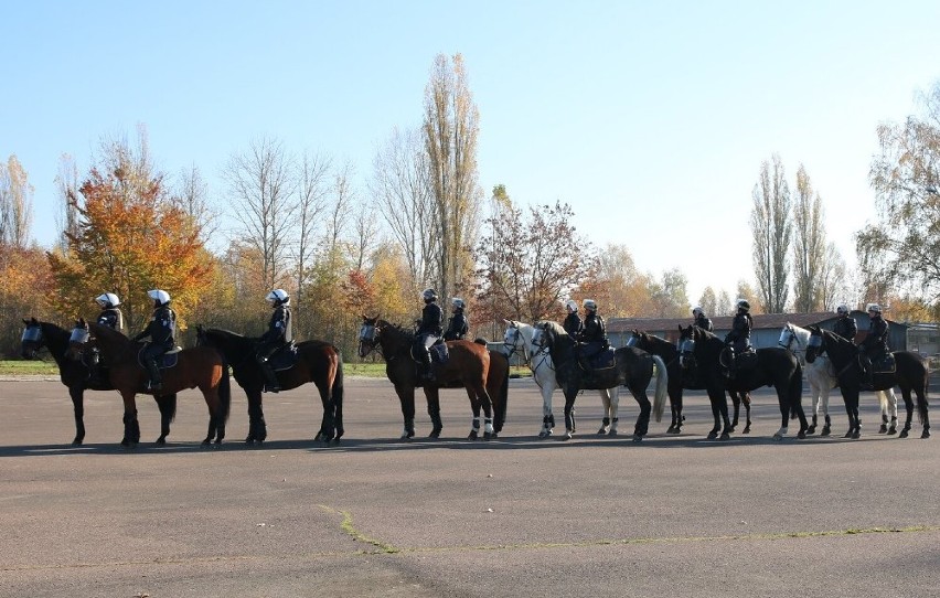 Policyjne konie ze Smardzewic zdały egzamin i nadal mogą służyć w szeregach policji [ZDJĘCIA]