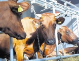Powiat radomszczański: Oszukiwał na sprzedaży bydła