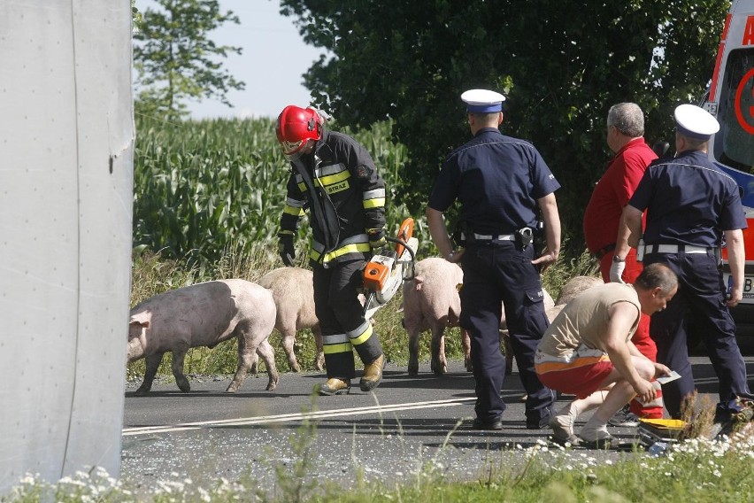 Wypadek ciężarówki ze świniami na trasie Legnica - Złotoryja (ZDJĘCIA)