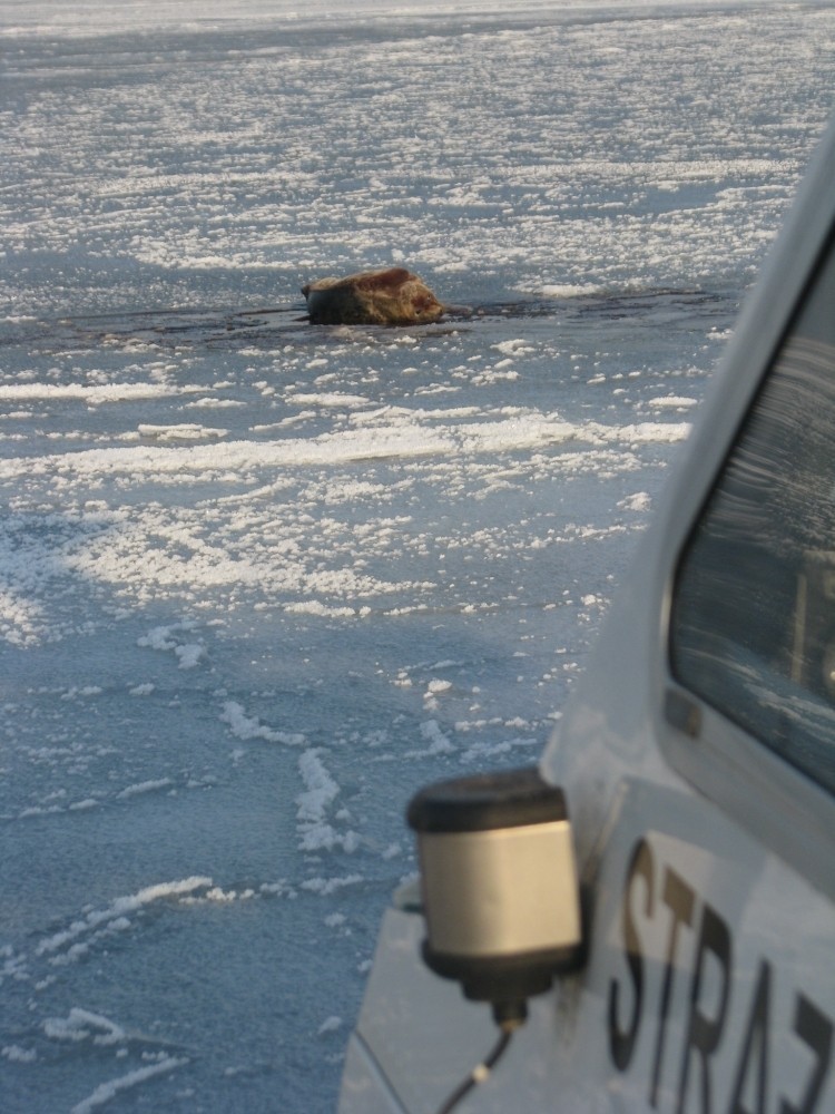 Ranna foka męczyła się na tafli lodu (ZDJĘCIA)