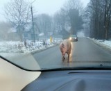 Z gospodarstwa w Gałkowie Dużym uciekła świnia, która przez cały poranek biegała po ul. Głównej między samochodami