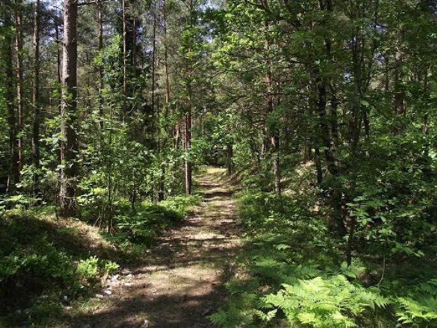 Las na Mierzei w okolicach planowanego przekopu