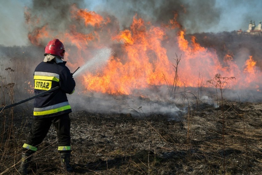Pożary traw mają katastrofalne skutki dla przyrody.
