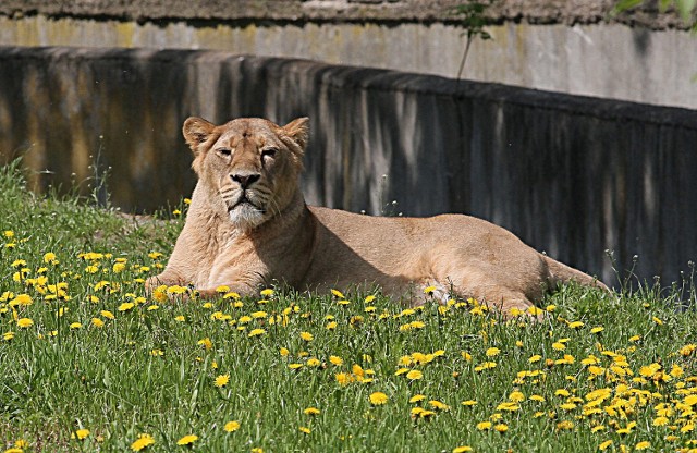 Lwy azjatyckie są niezwykle rzadkim gatunkiem, który jest zagrożony wyginięciem
