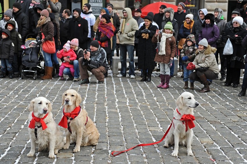 WOŚP w Poznaniu: Golden retrievery zebrały ponad 20 tysięcy złotych [ZDJĘCIA]